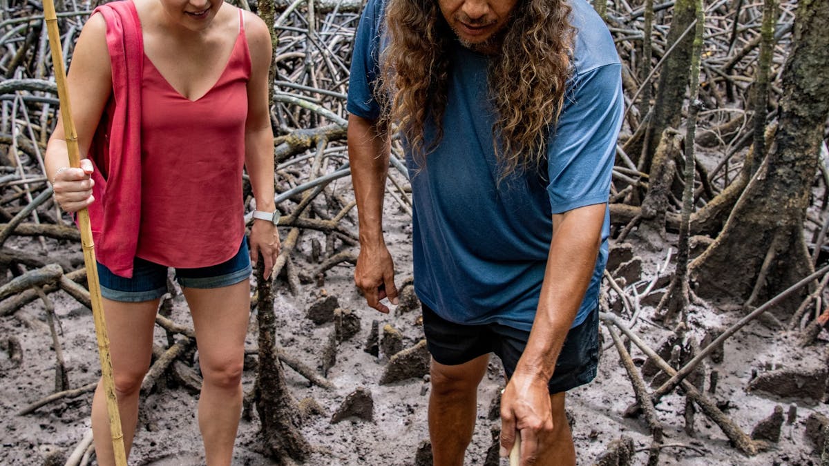 Queensland-mangrove