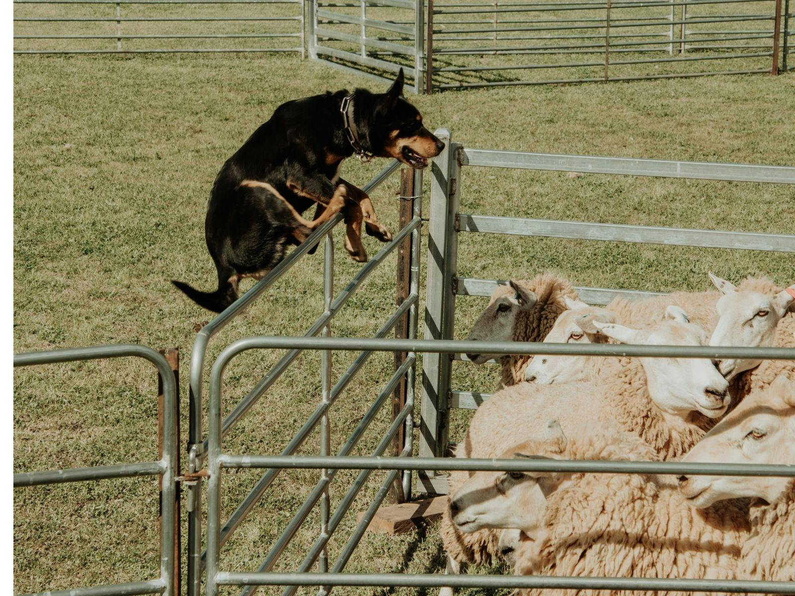 Dog jumping over fence with sheep