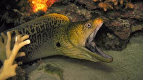 Eel