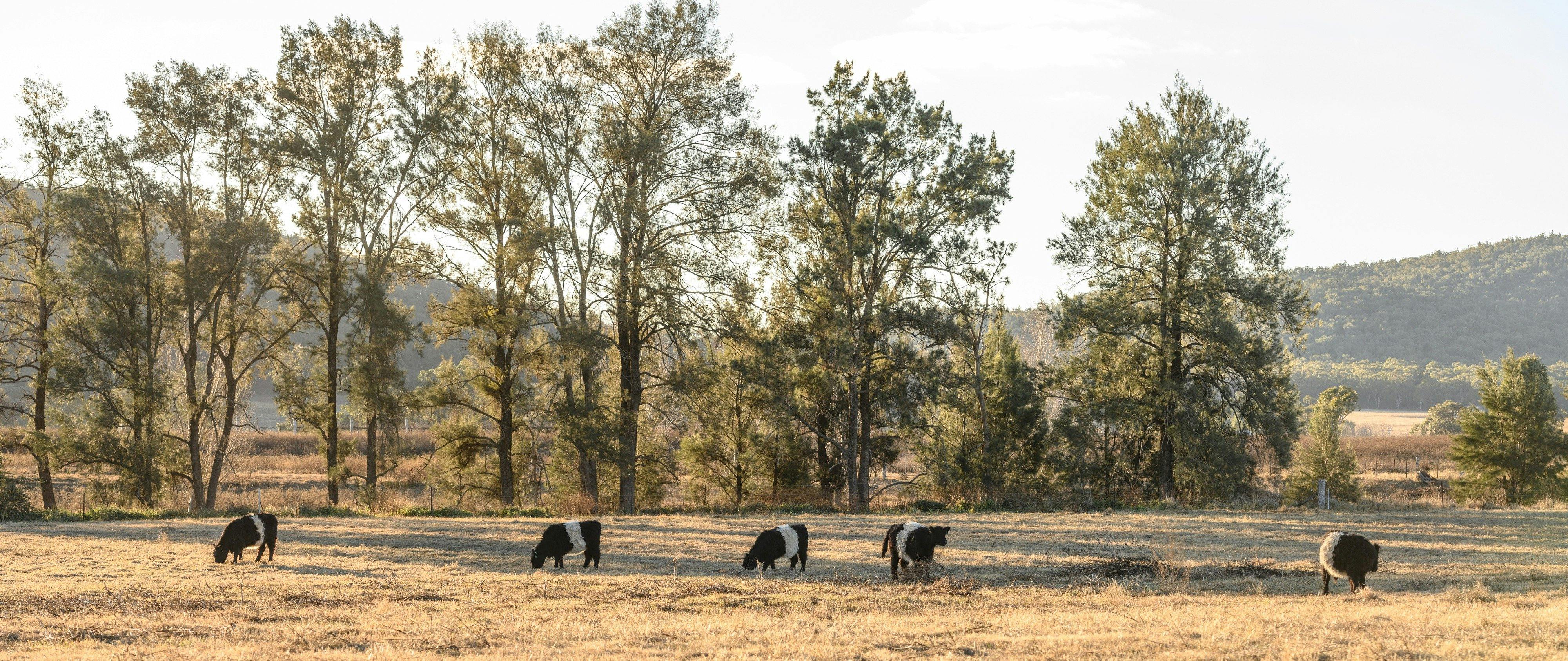 Belted Galloway cows, Abercorn