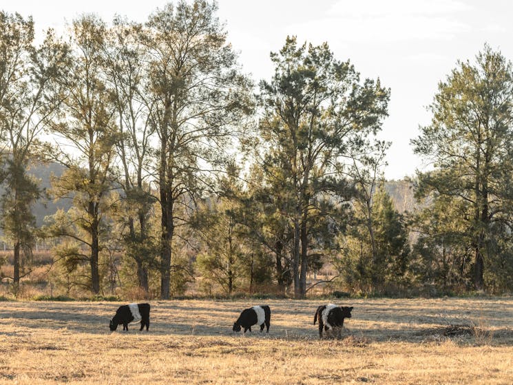 Belted Galloway cows, Abercorn