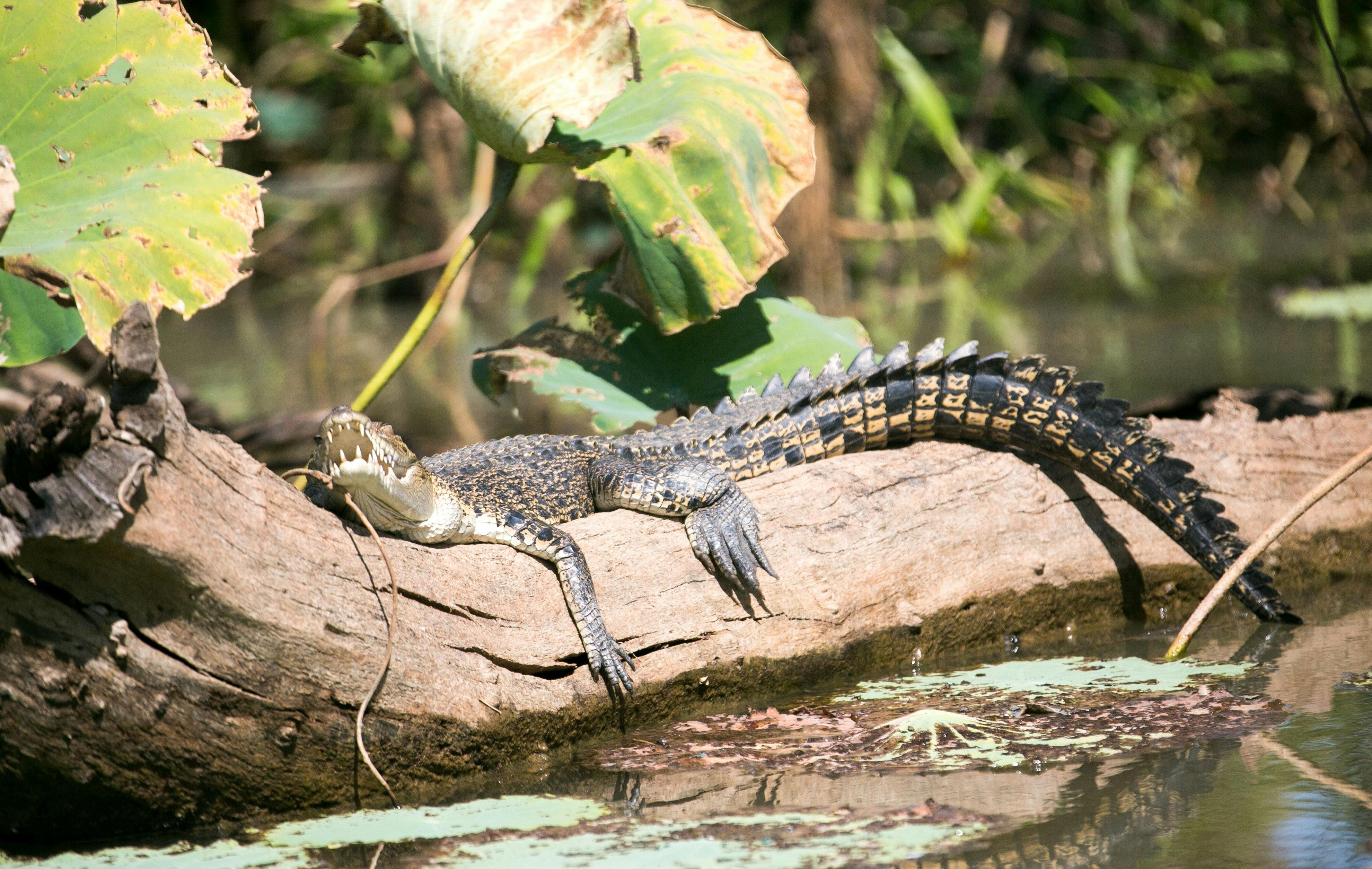 Crocodile