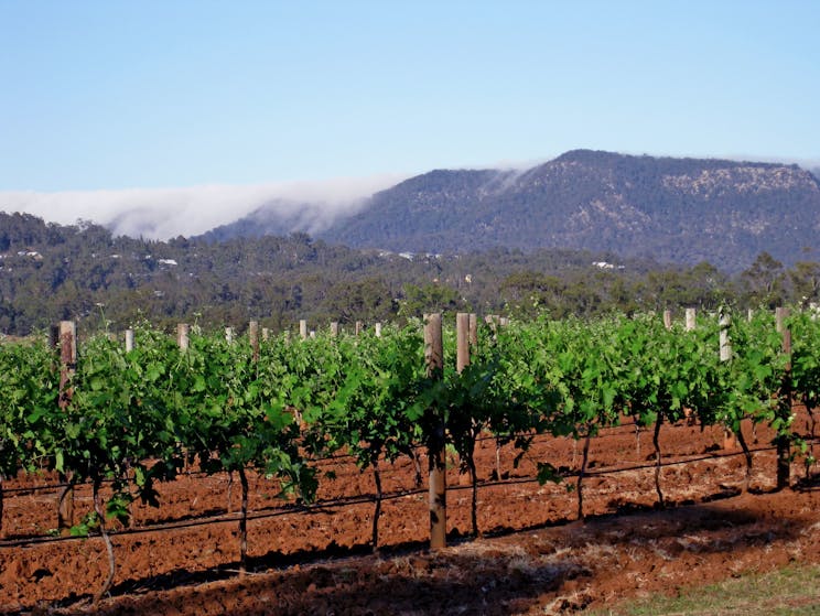 Verona Vineyard Cottage