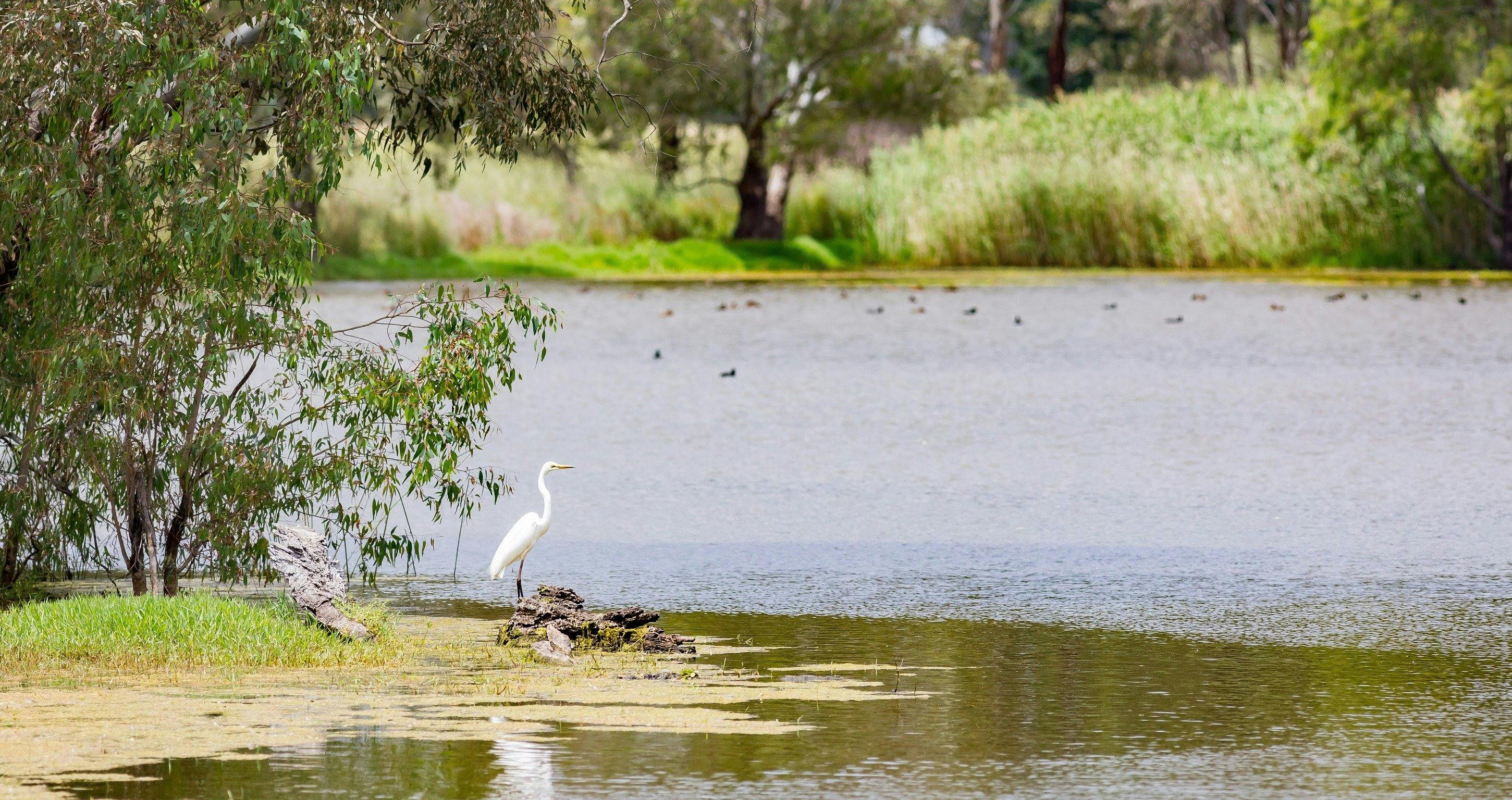 旺加濕地的鳥類生活