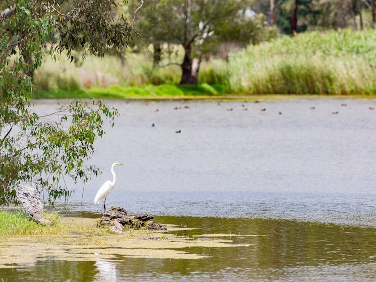 The bird life at Wonga Wetlands