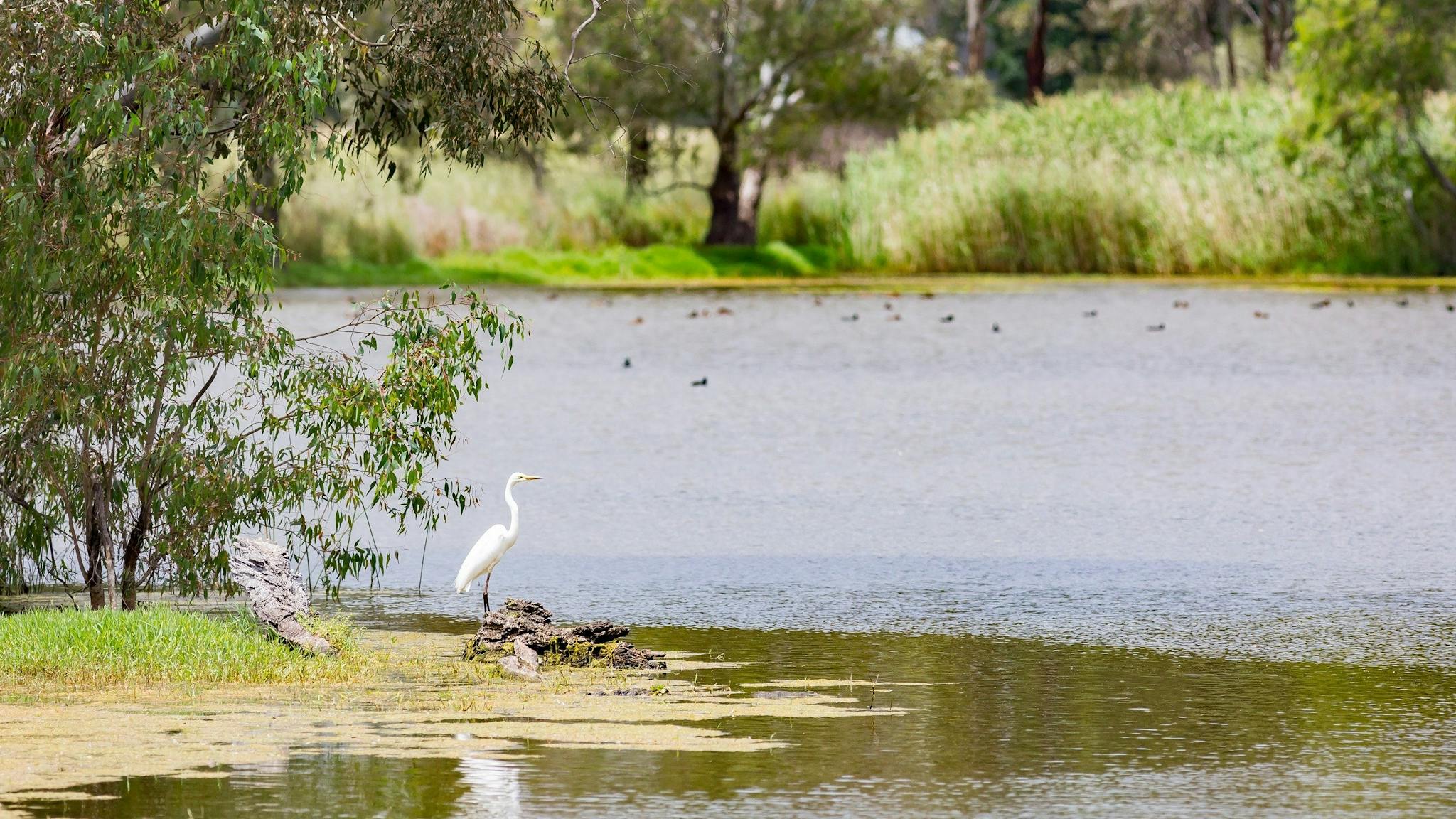 The bird life at Wonga Wetlands