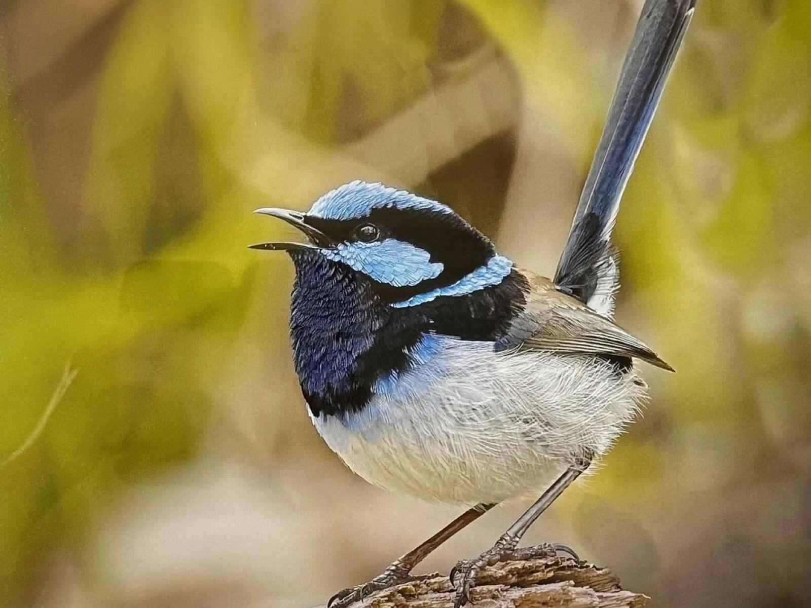 Fairy wren