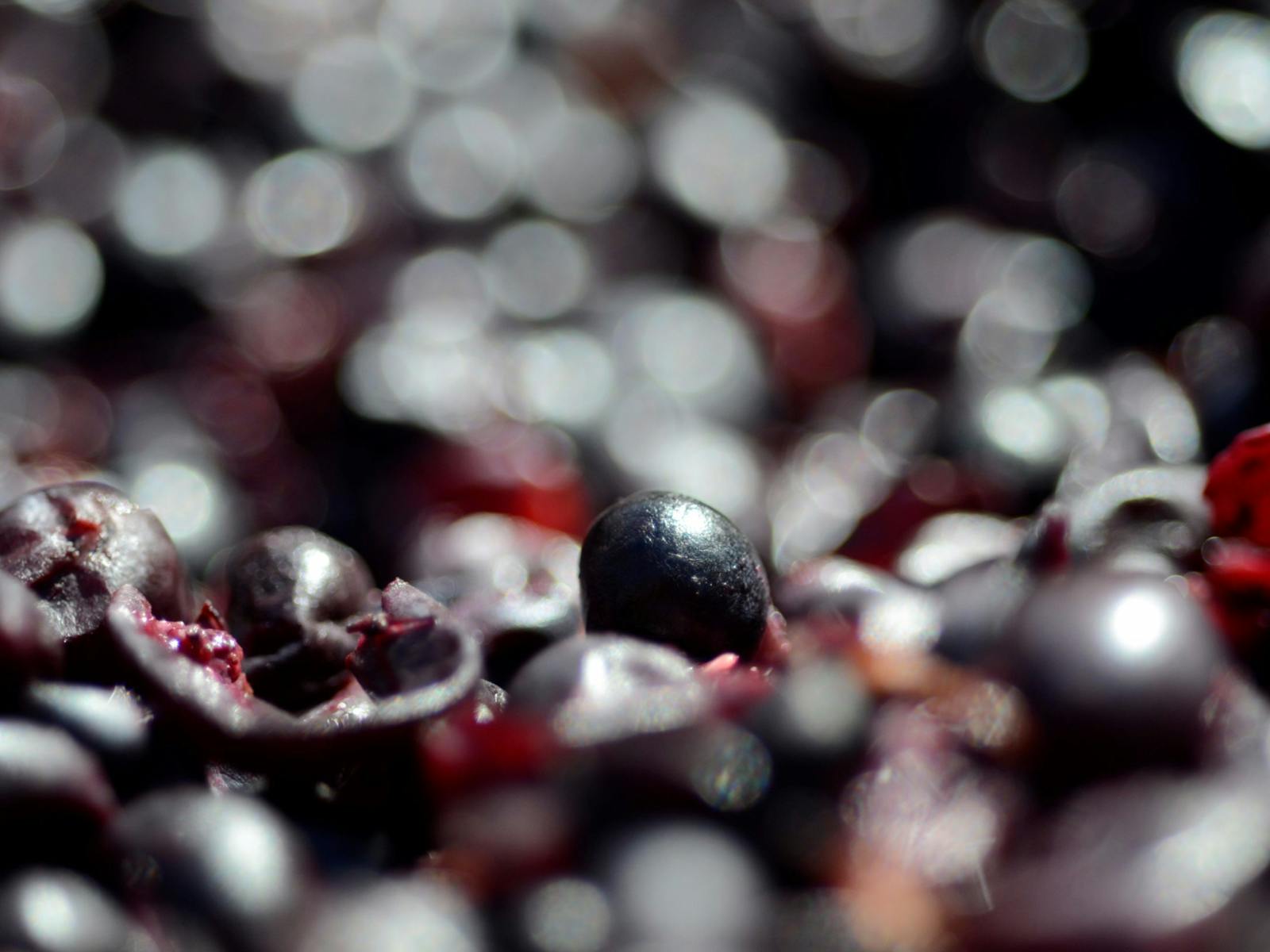 Fermenting pinot noir at Willow Creek