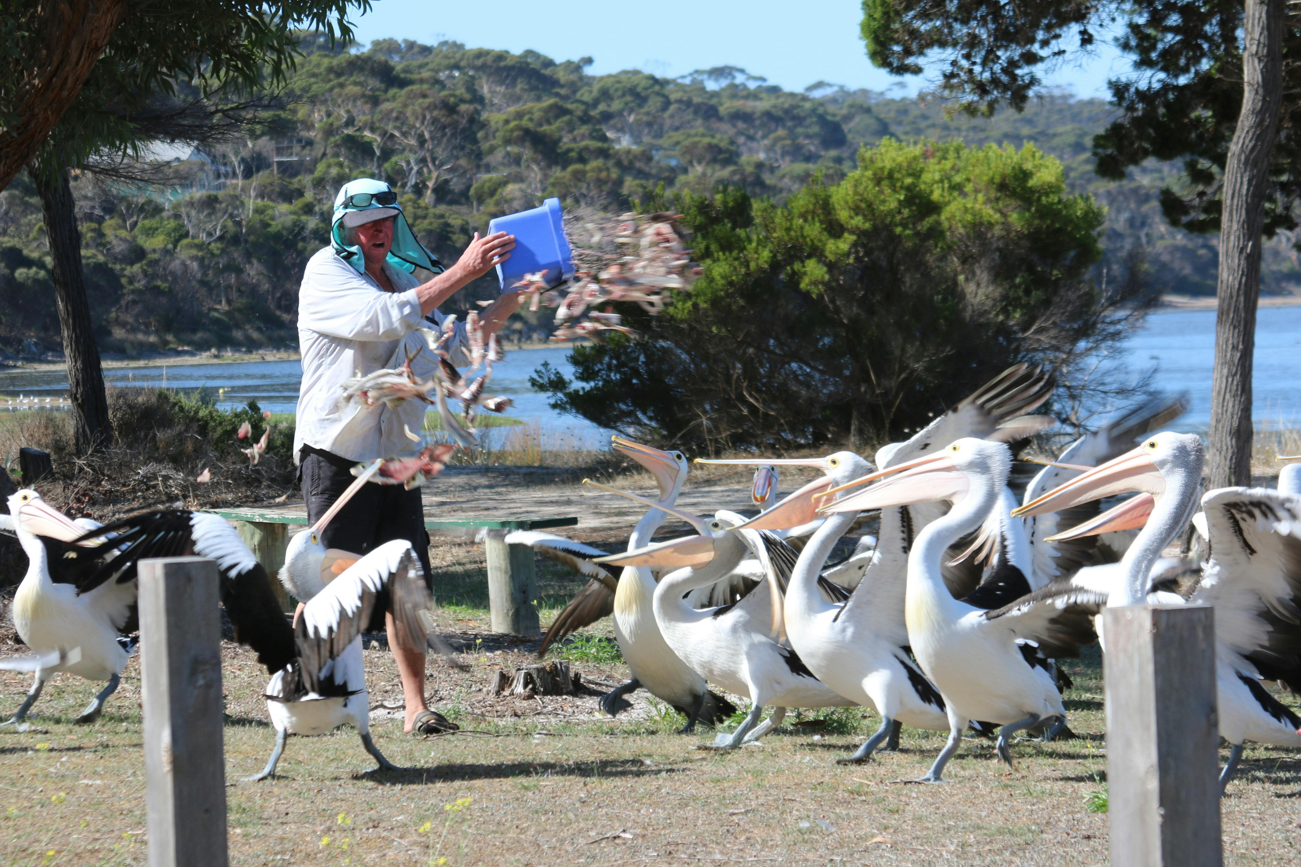 Pelicans in American River helping local fisherman clean up the fish filleting scraps
