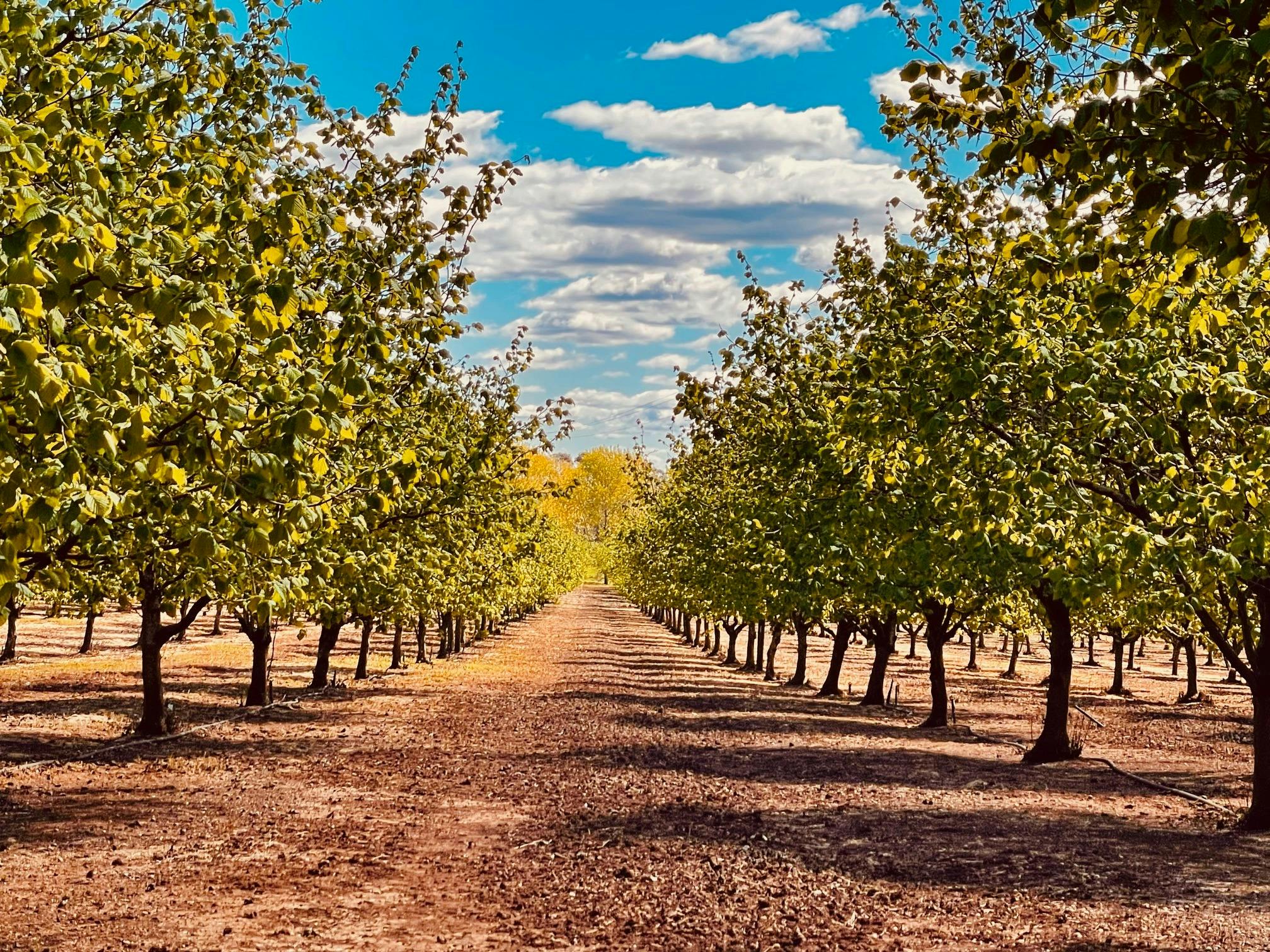 Hazelbrae Hazelnuts orchard in Spring