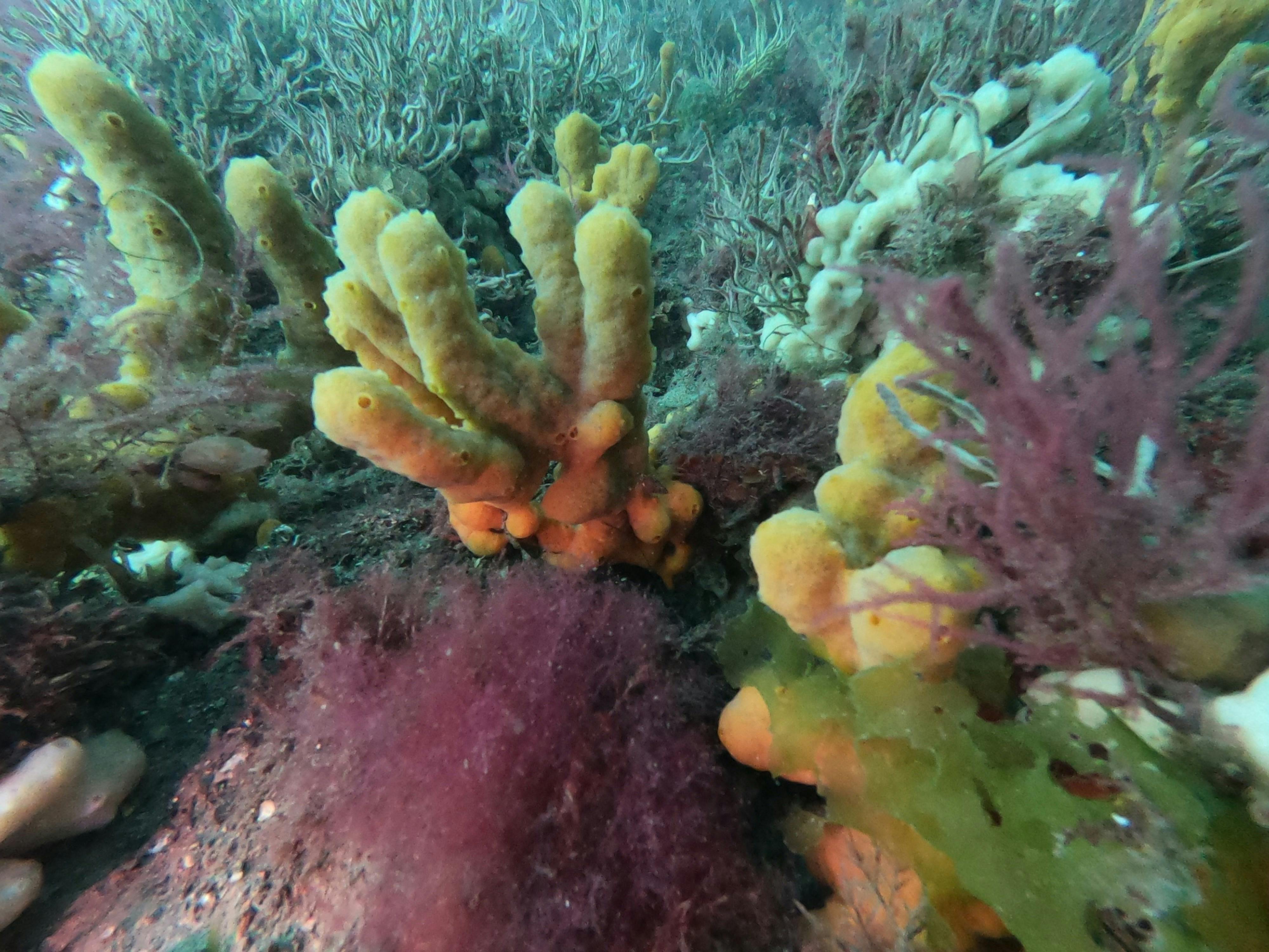 Soft Coral