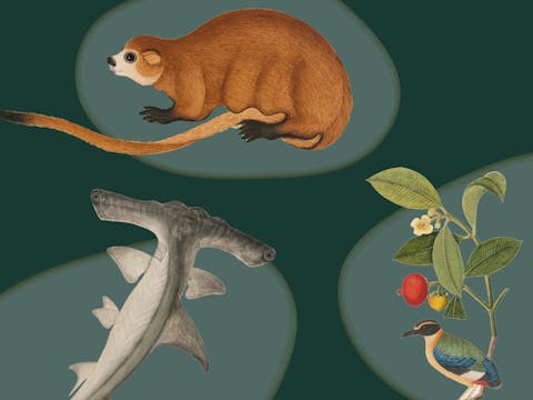 Tails from the Coasts