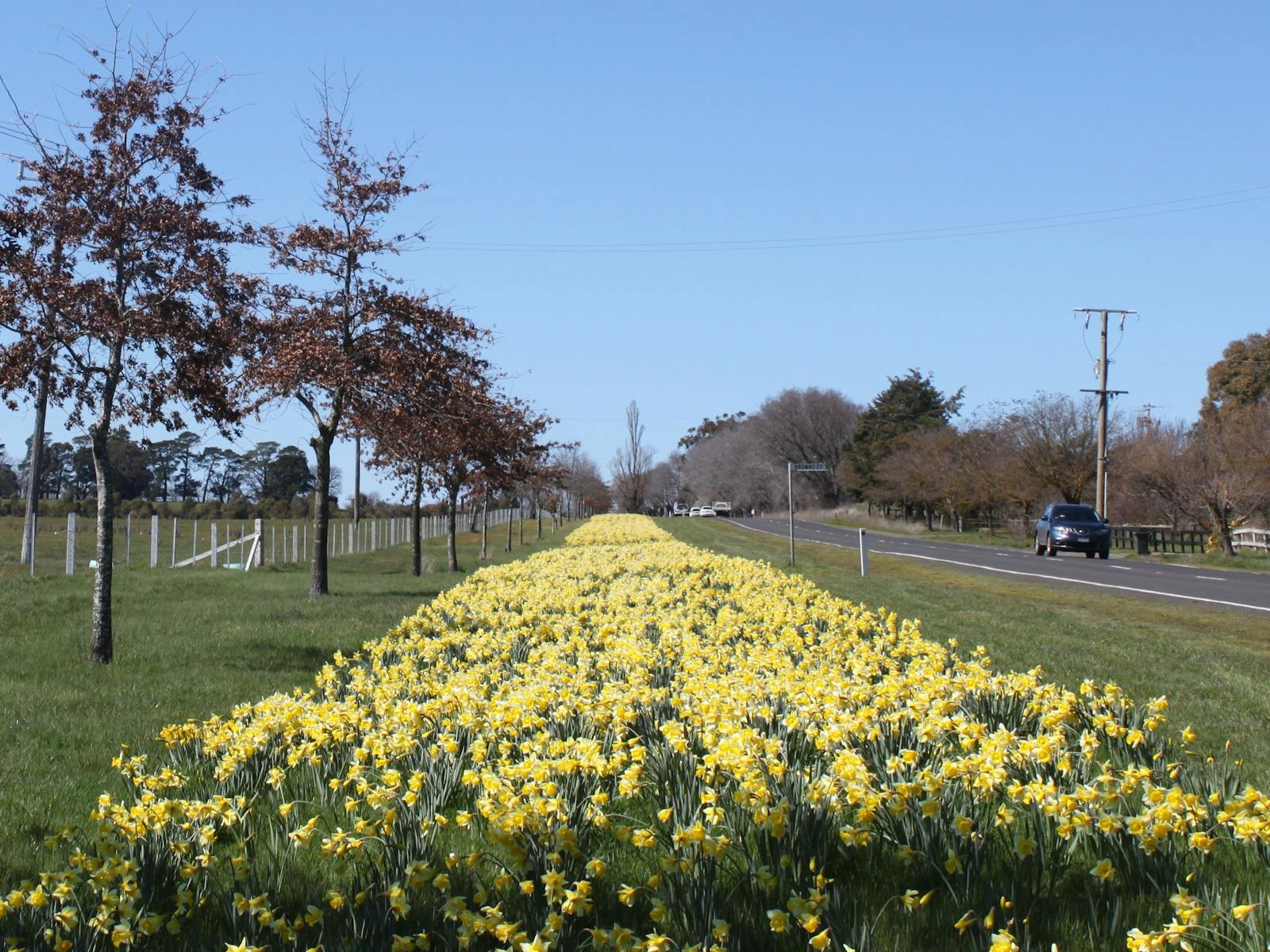 Image for Kyneton Daffodil and Arts Festival