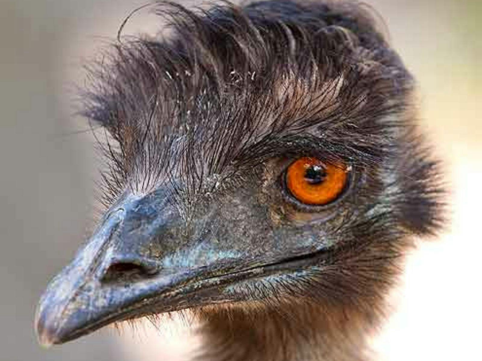 ローターワンによる野生動物の散歩ヘリツアー