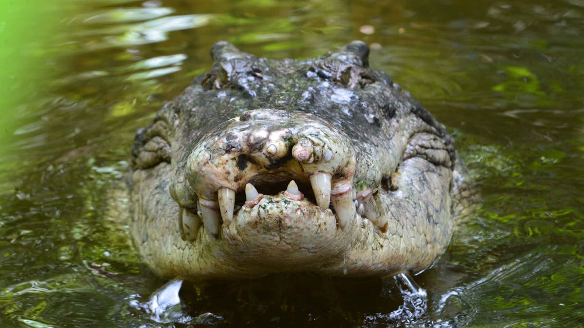 Koorana Crocodile Farm