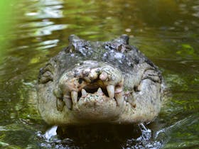 Koorana Crocodile Farm