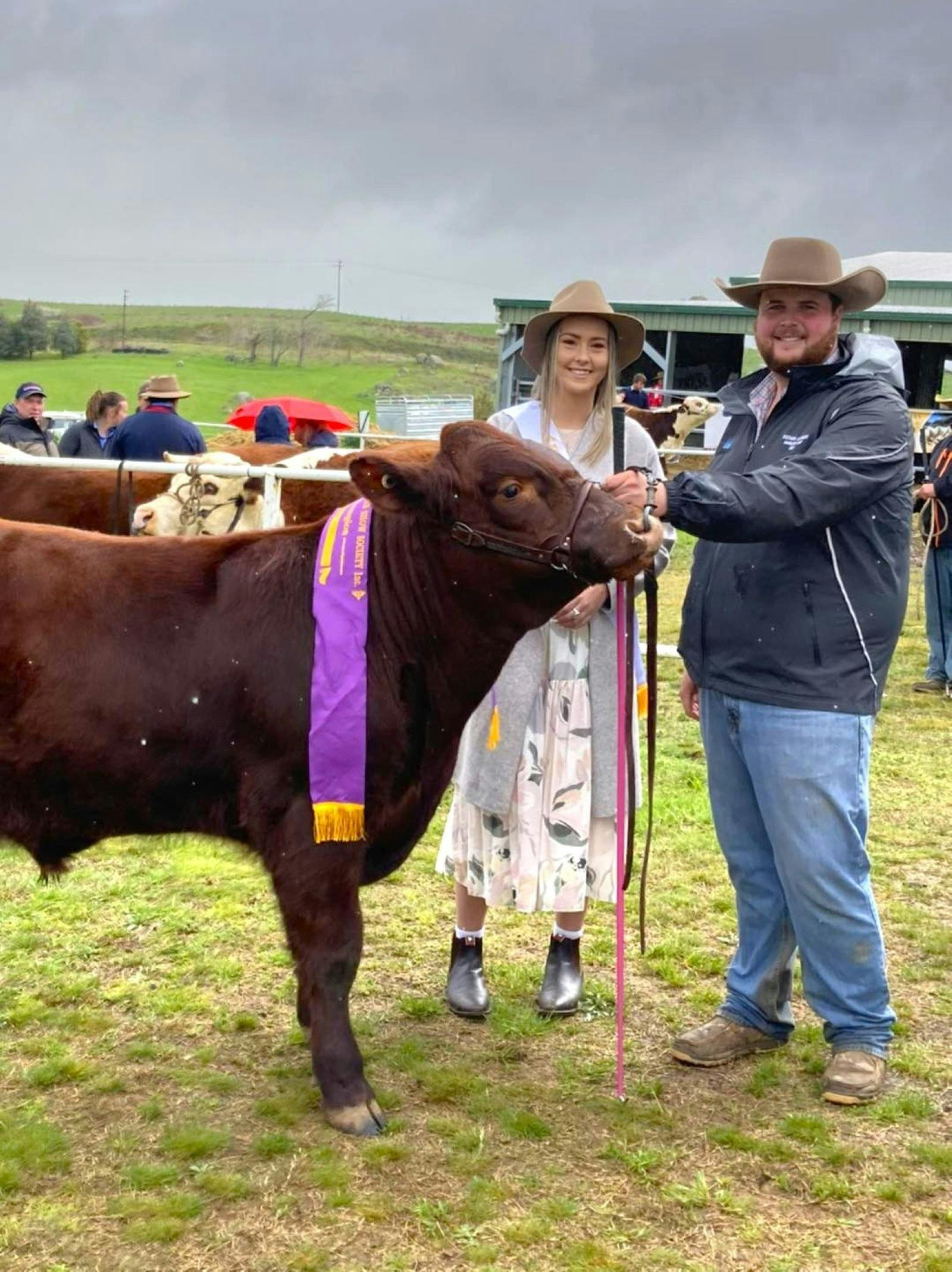 Couple with a winning brown steer, a purple and gold ribbon over its back.
