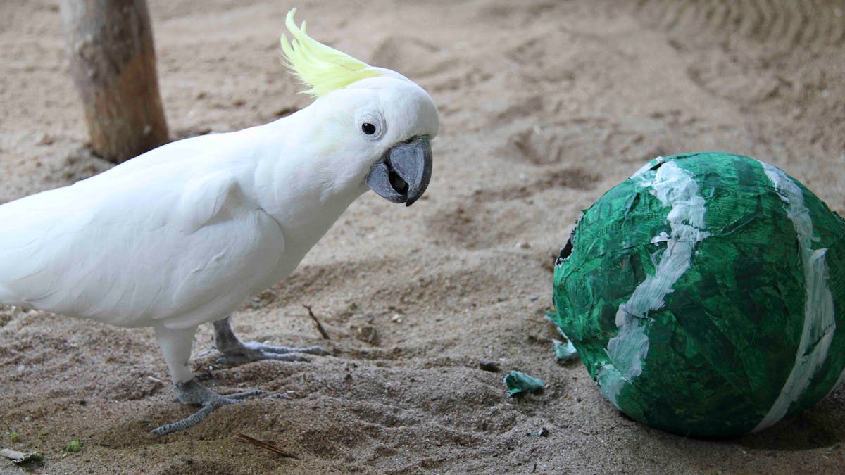 George the Cockatoo