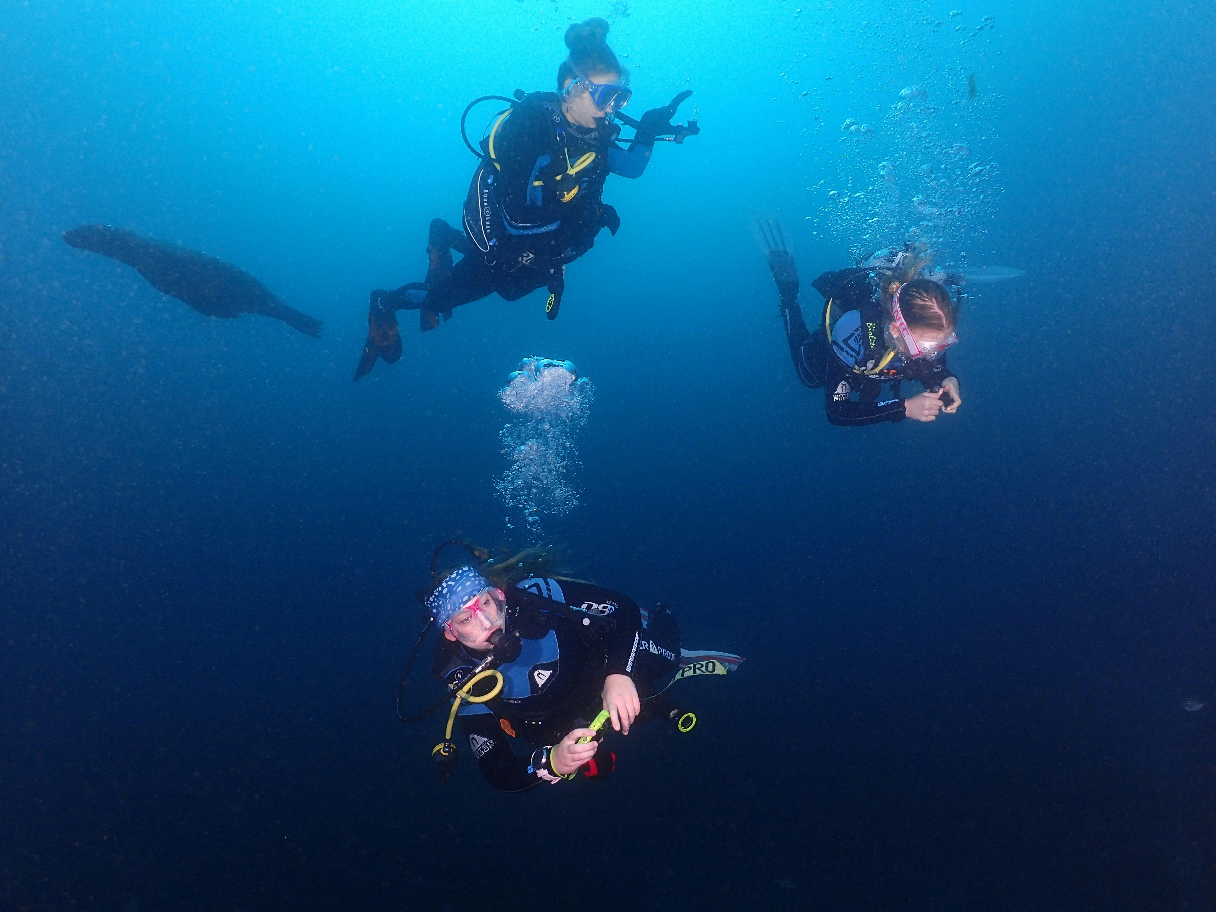 Scuba divers underwater with seals