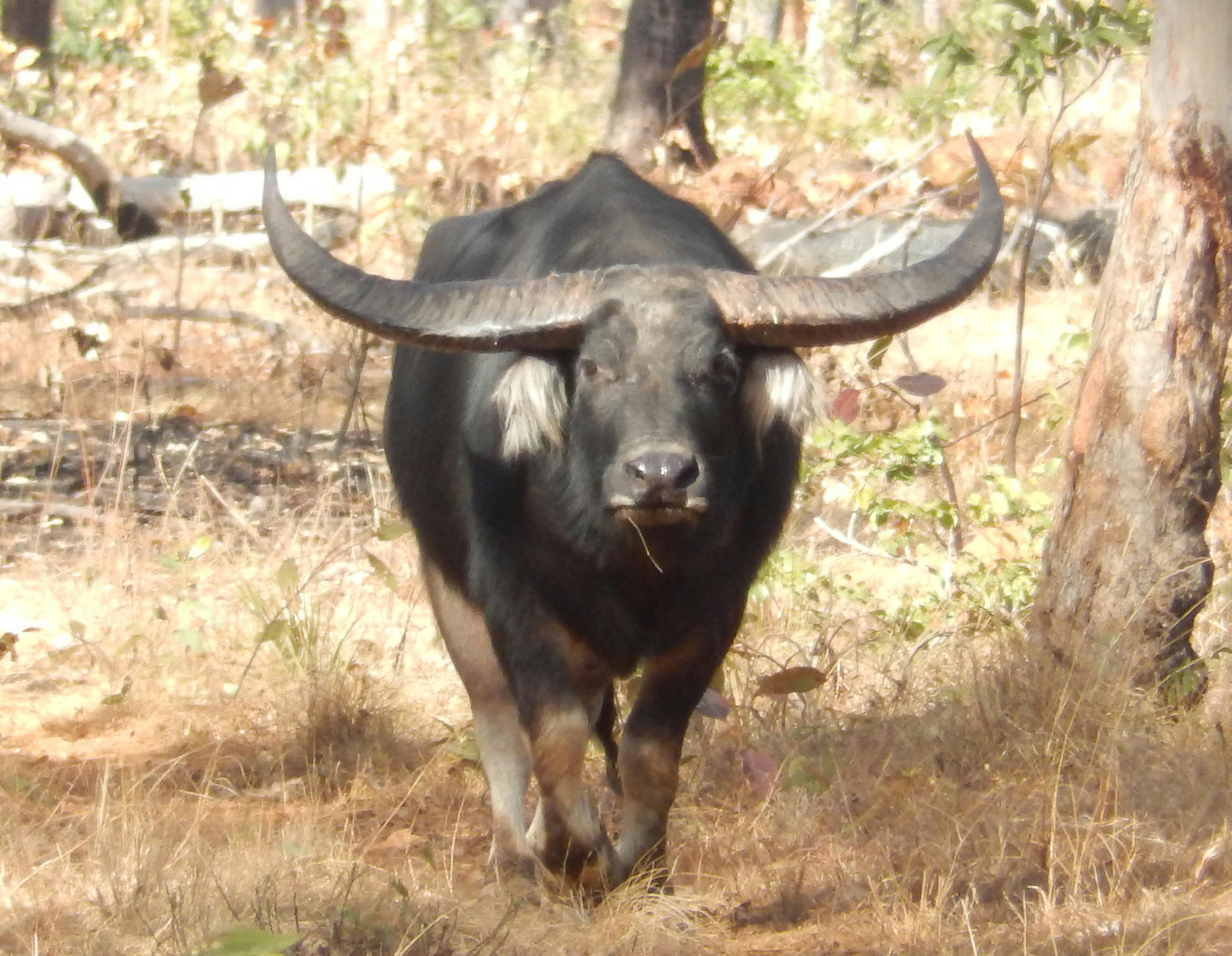 Buffalo