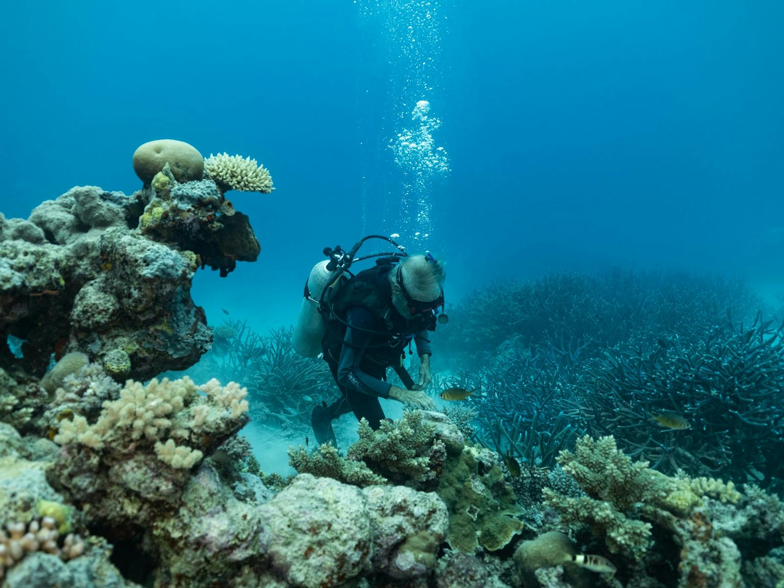 Coral_Expeditions_Diving_GBR Coral_Expeditions_Diving_GBR