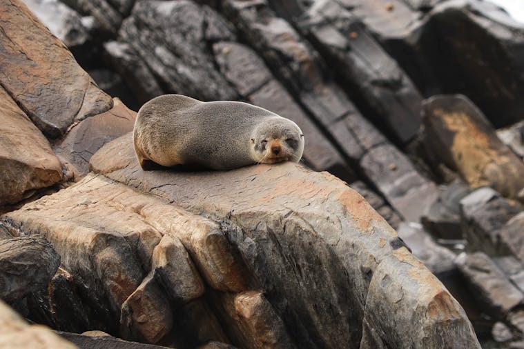 Secret Seals Tour