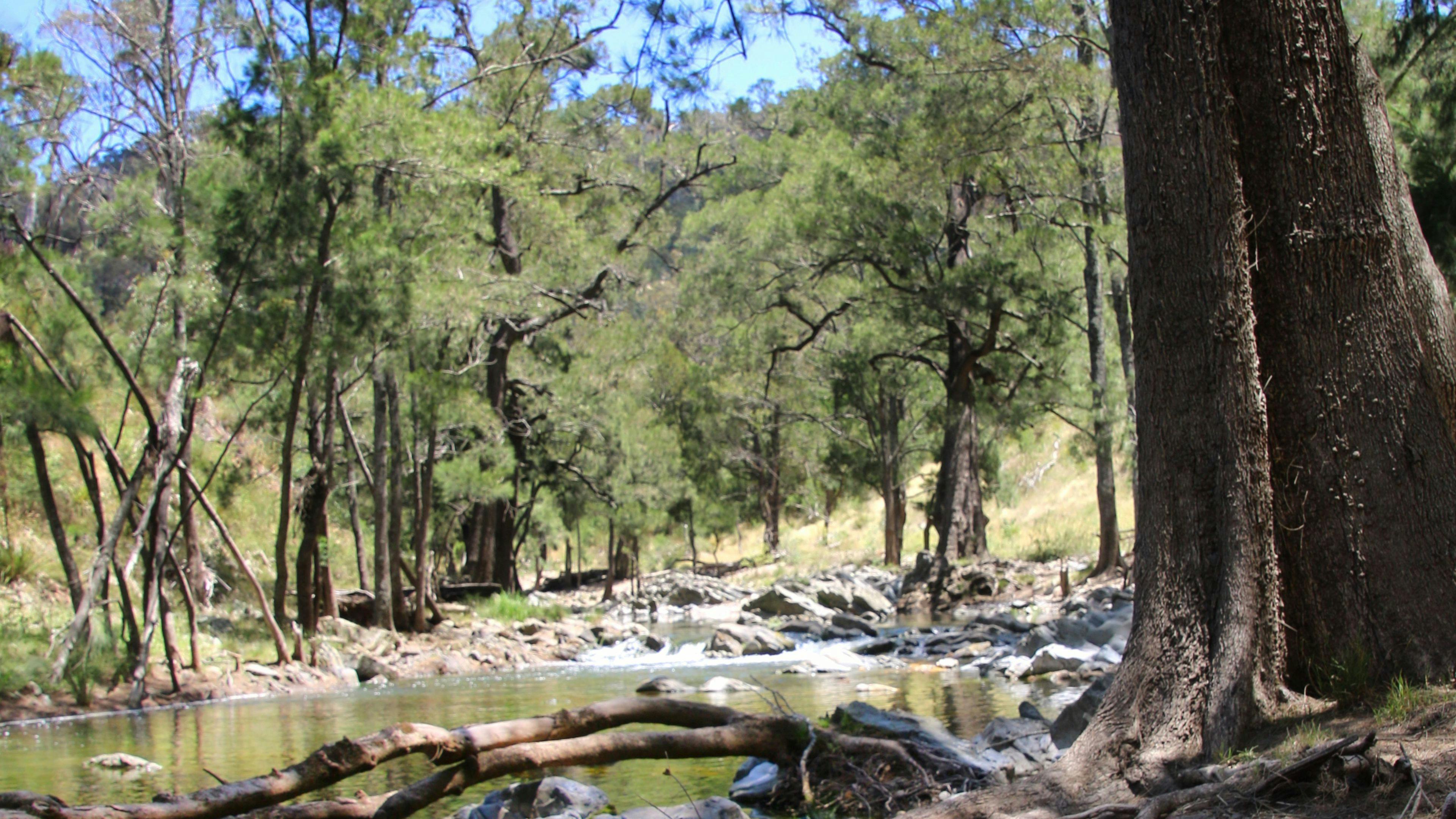 This ancient she-oak [casuarina] holds on tight despite recent extreme floods washing away the soil & terra-forming the creek bed. 