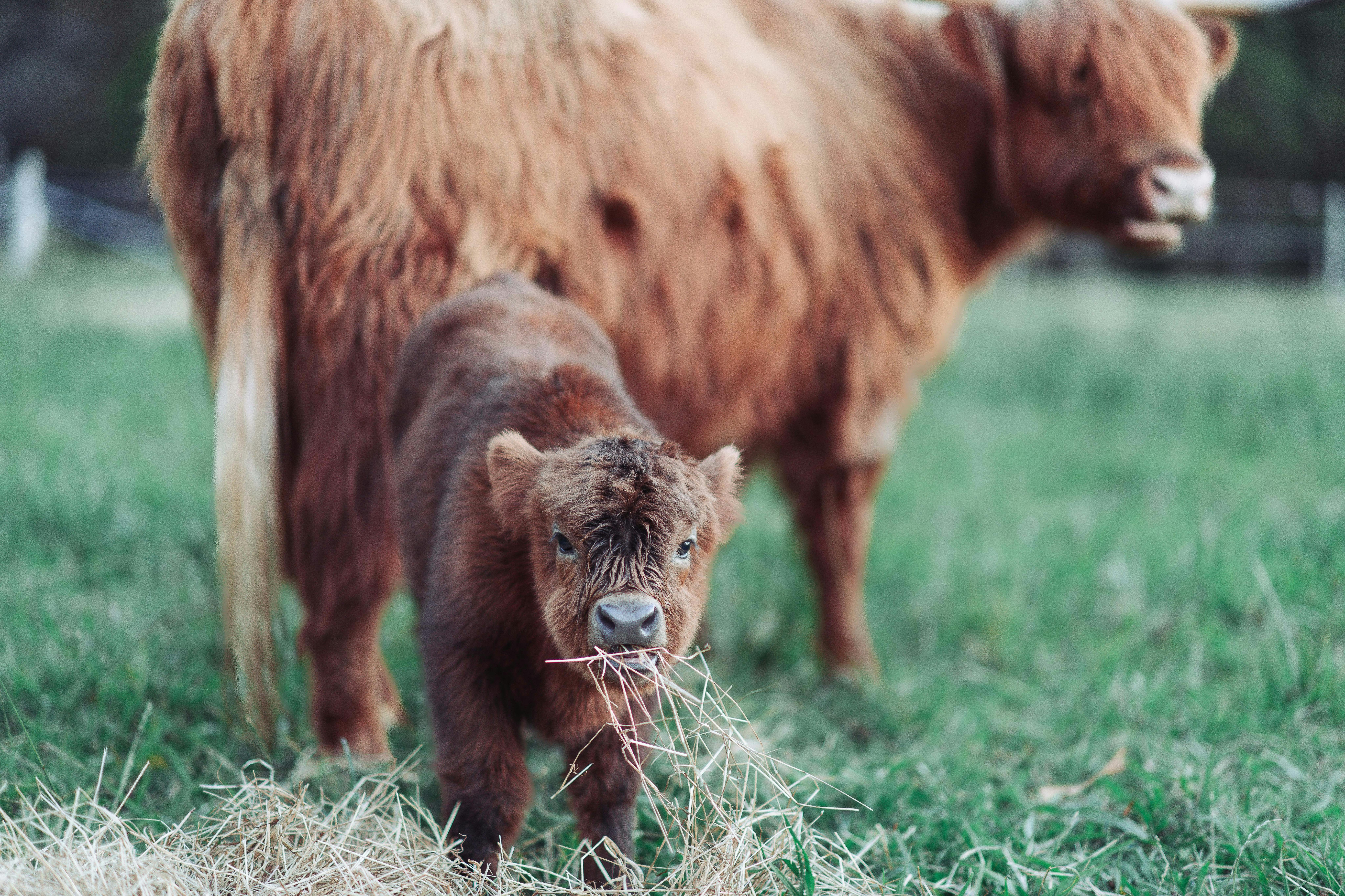 A baby Highland calf with its mother cow