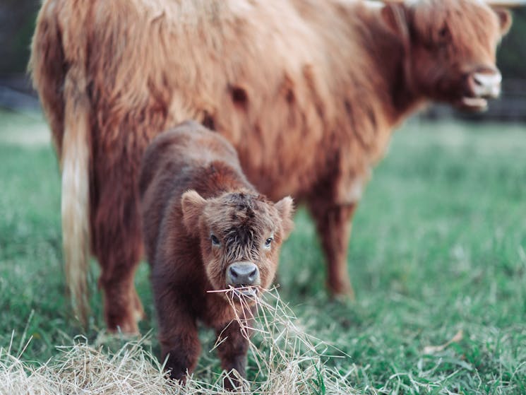 A baby Highland calf with its mother cow