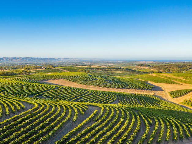 McLaren Vale Wine Region