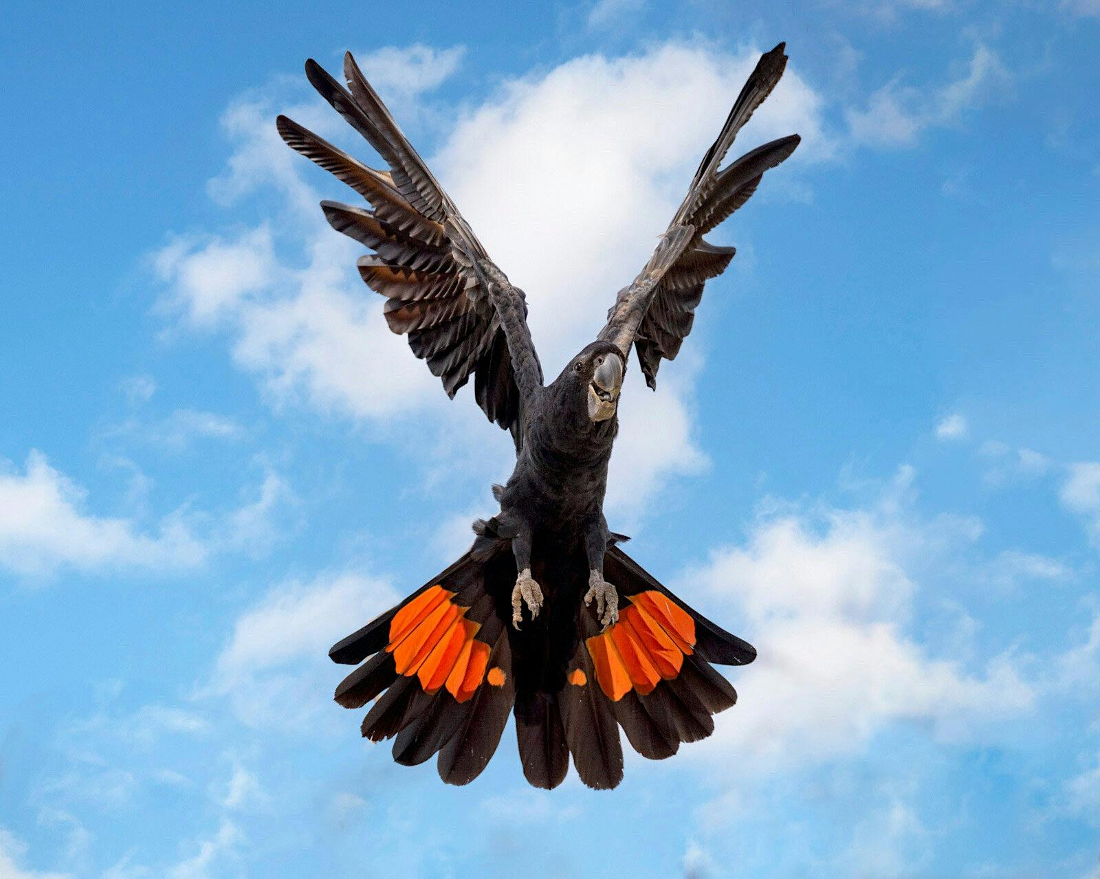 Male Red-tailed Black Cockatoo, Calyptorhynchus banksii, Darwin, Northern Territory