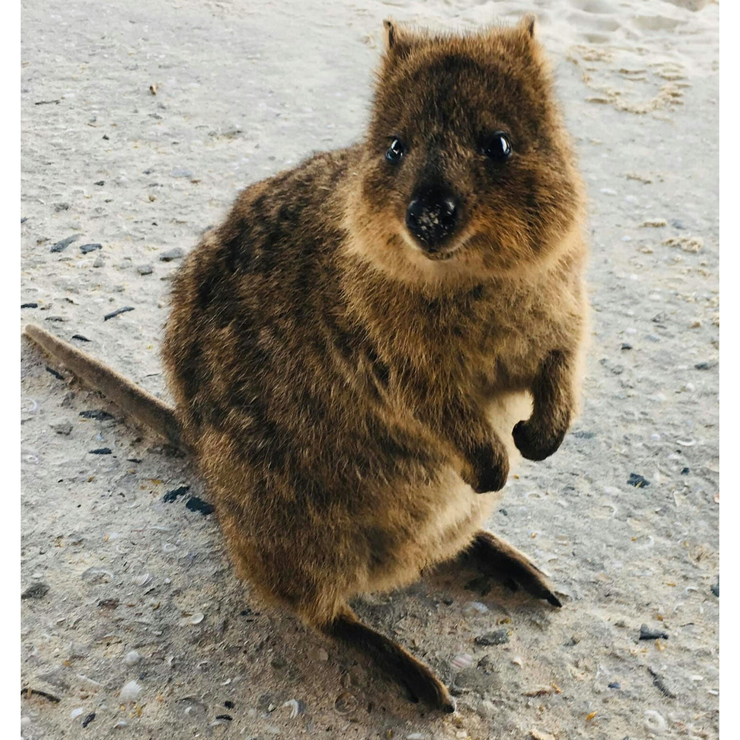 Quokka Rottnest Island