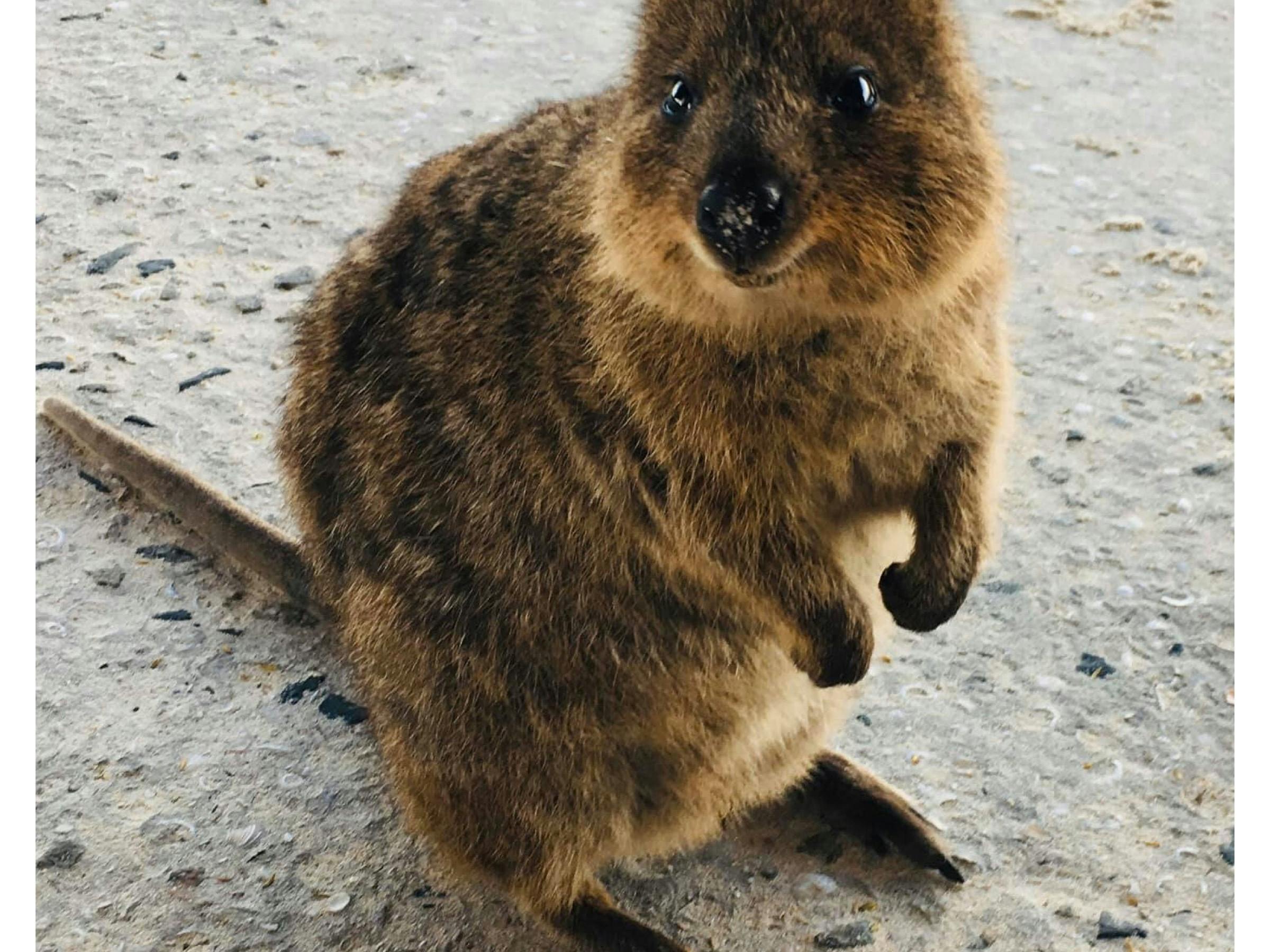 ボートツアーロットネスト島 (Rottnest Island)のフルデイ