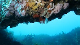 The Arches Marine Sanctuary