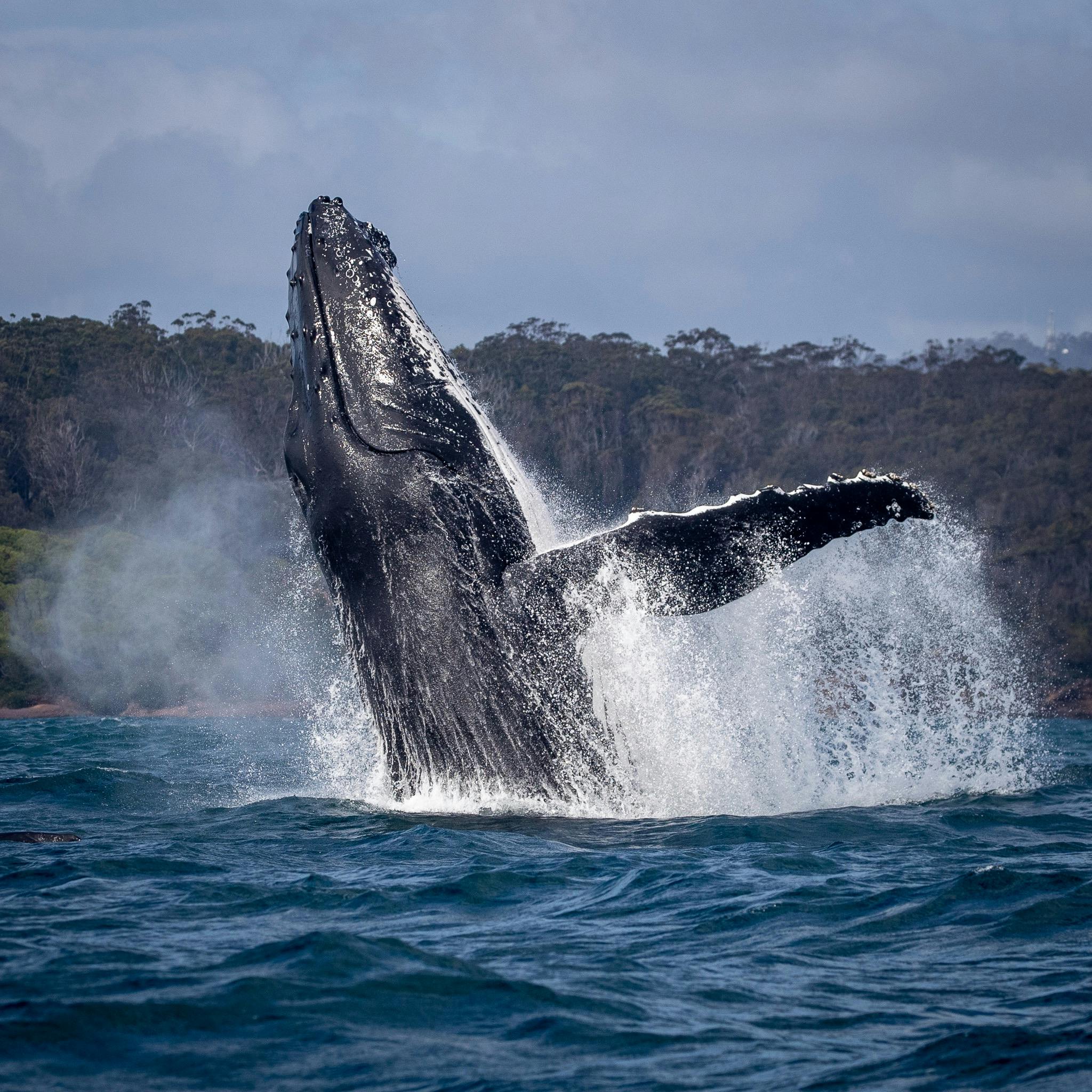 Humpback Breach Merimbula Bay