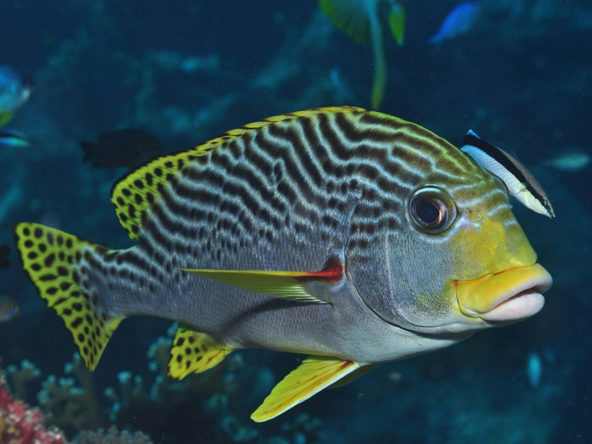 Beaver Reef Dive Site