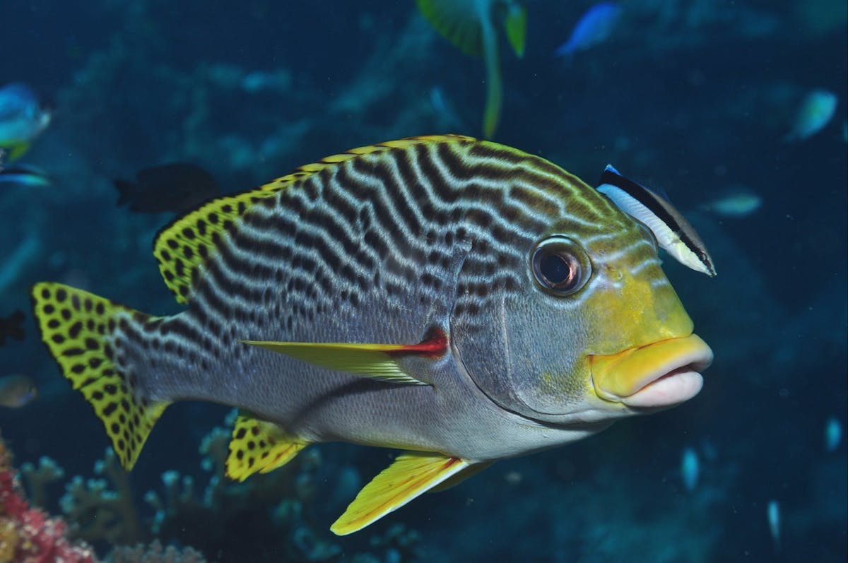 Beaver Reef Dive Site