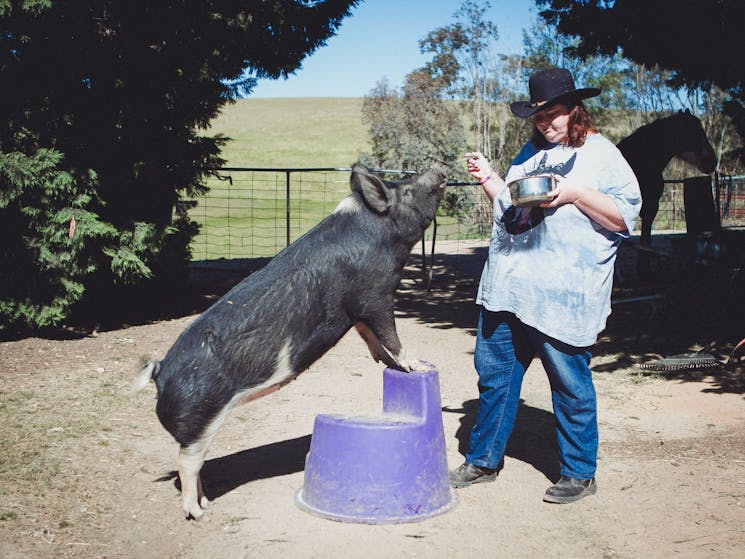 Georgie, the pet pig