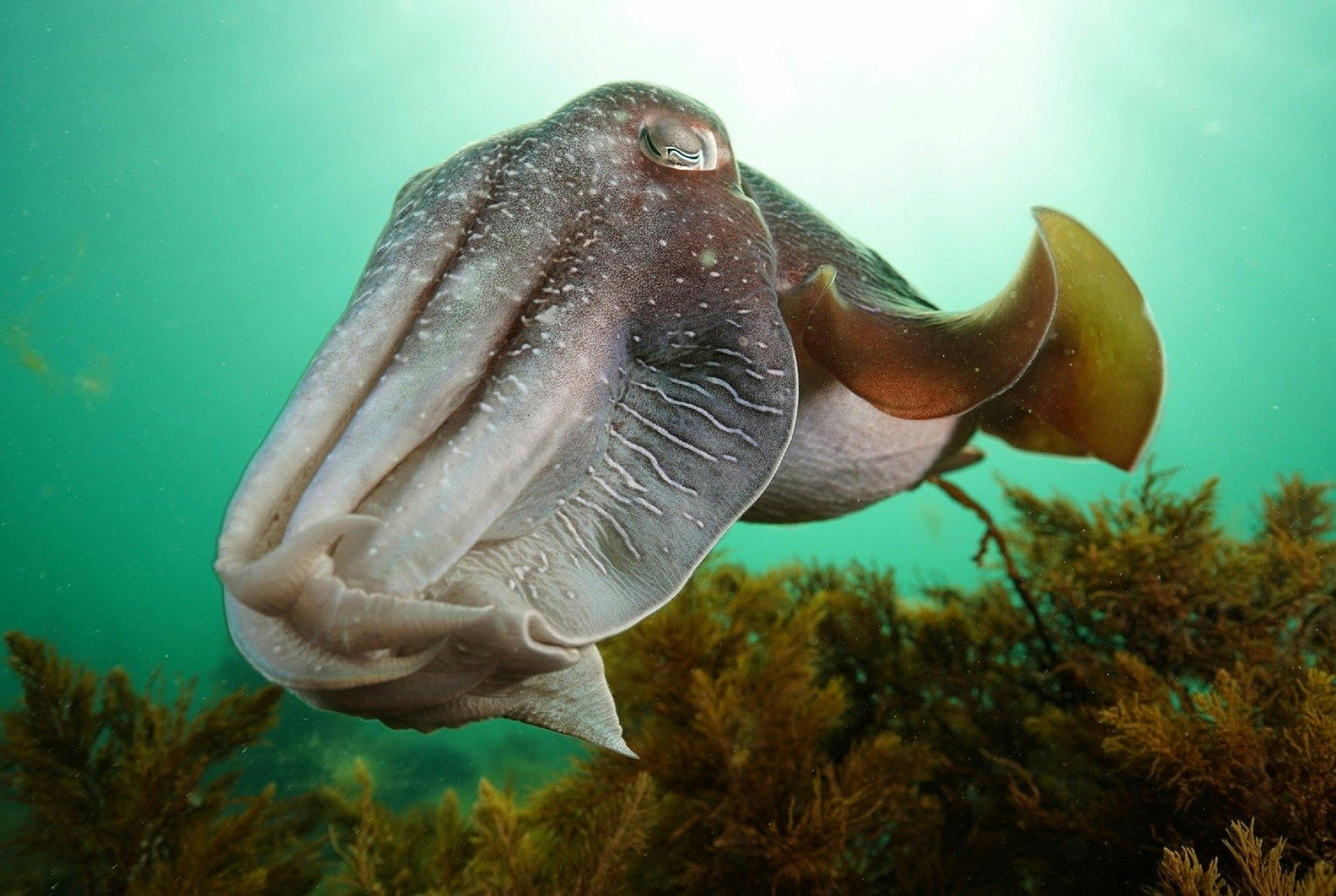 Whyalla Maritime Museum - Cuttlefish Camouflage
