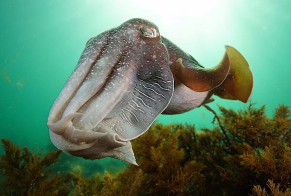 Whyalla Maritime Museum - Cuttlefish Camouflage