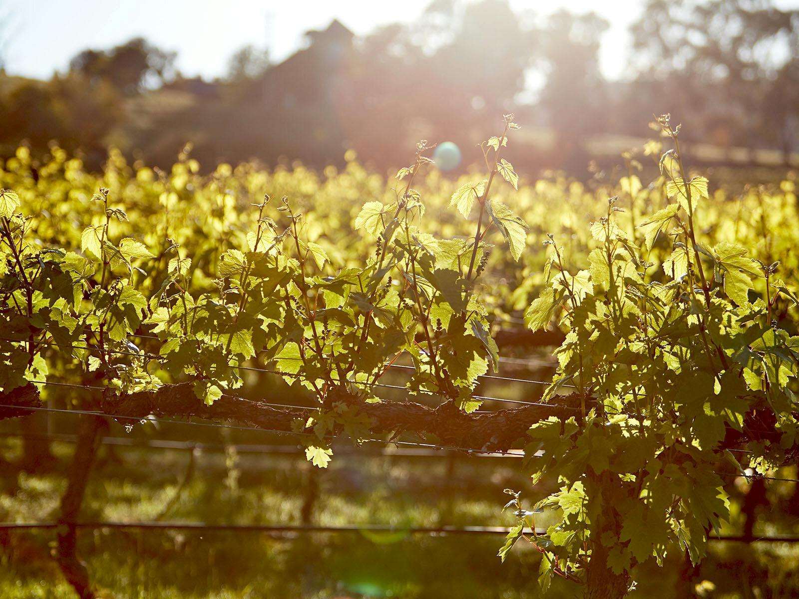 Vineyard