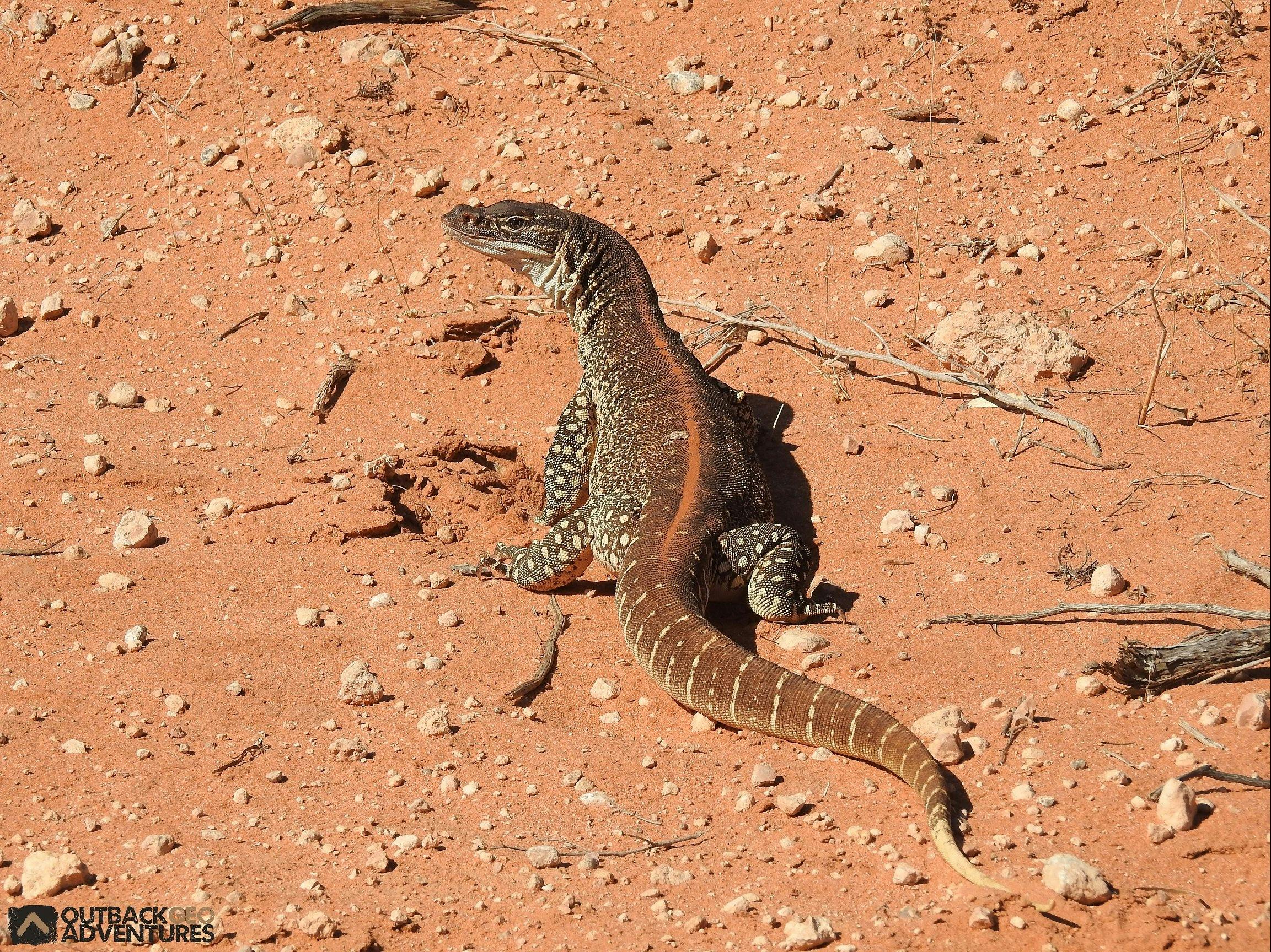 Mungo Sunset Tours from Balranald