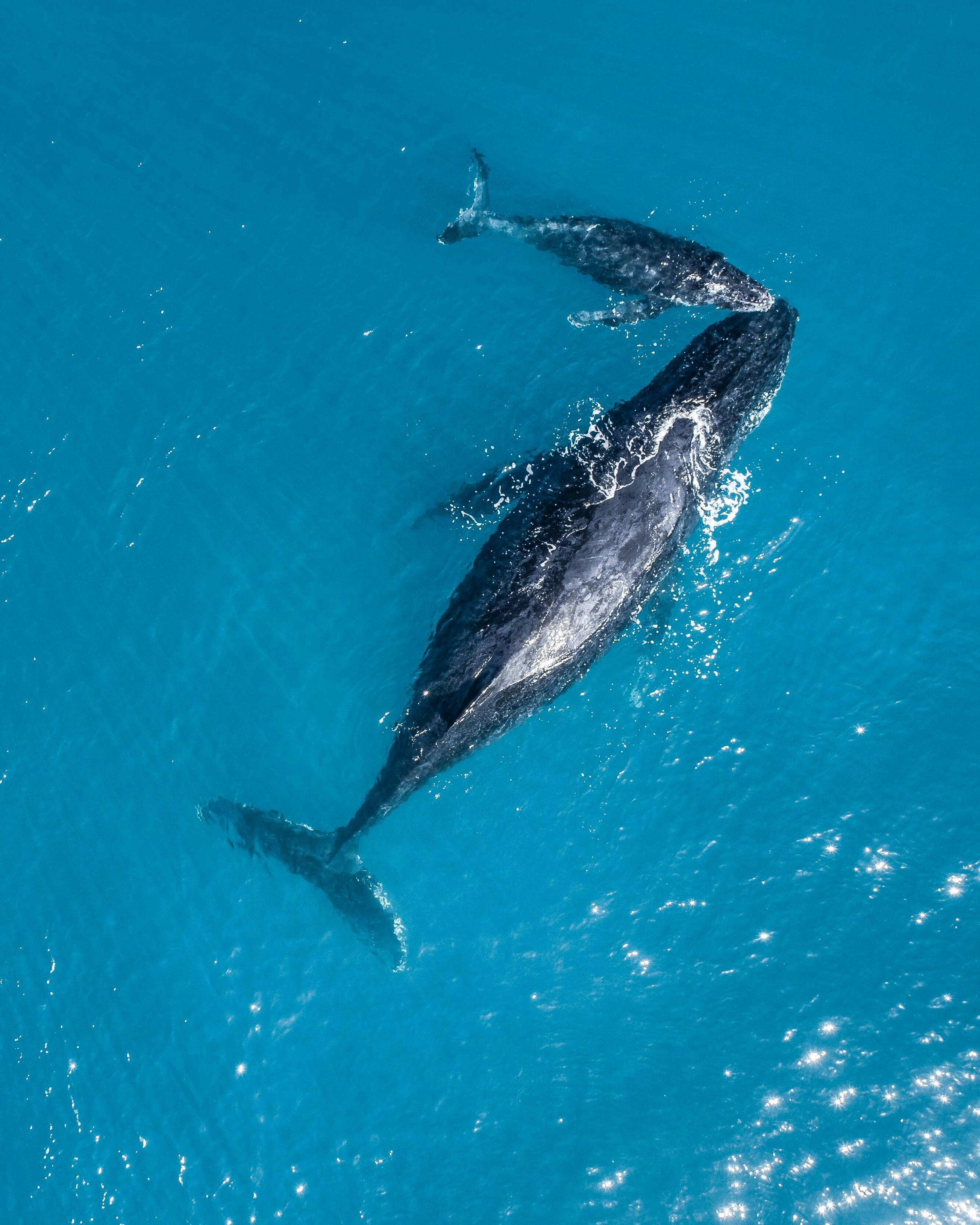 Whale Season in the Whitsundays is amazing see more fish species, turtles and rays in the wild