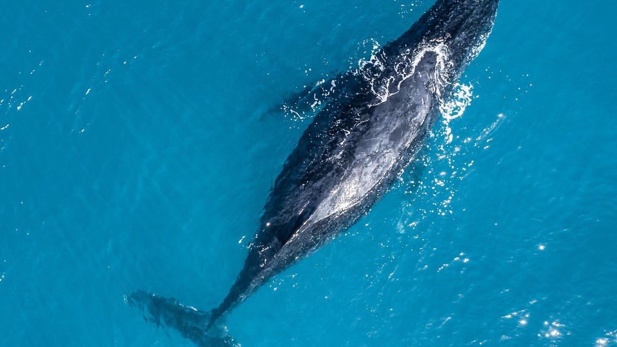 Whale Season in the Whitsundays is amazing see more fish species, turtles and rays in the wild