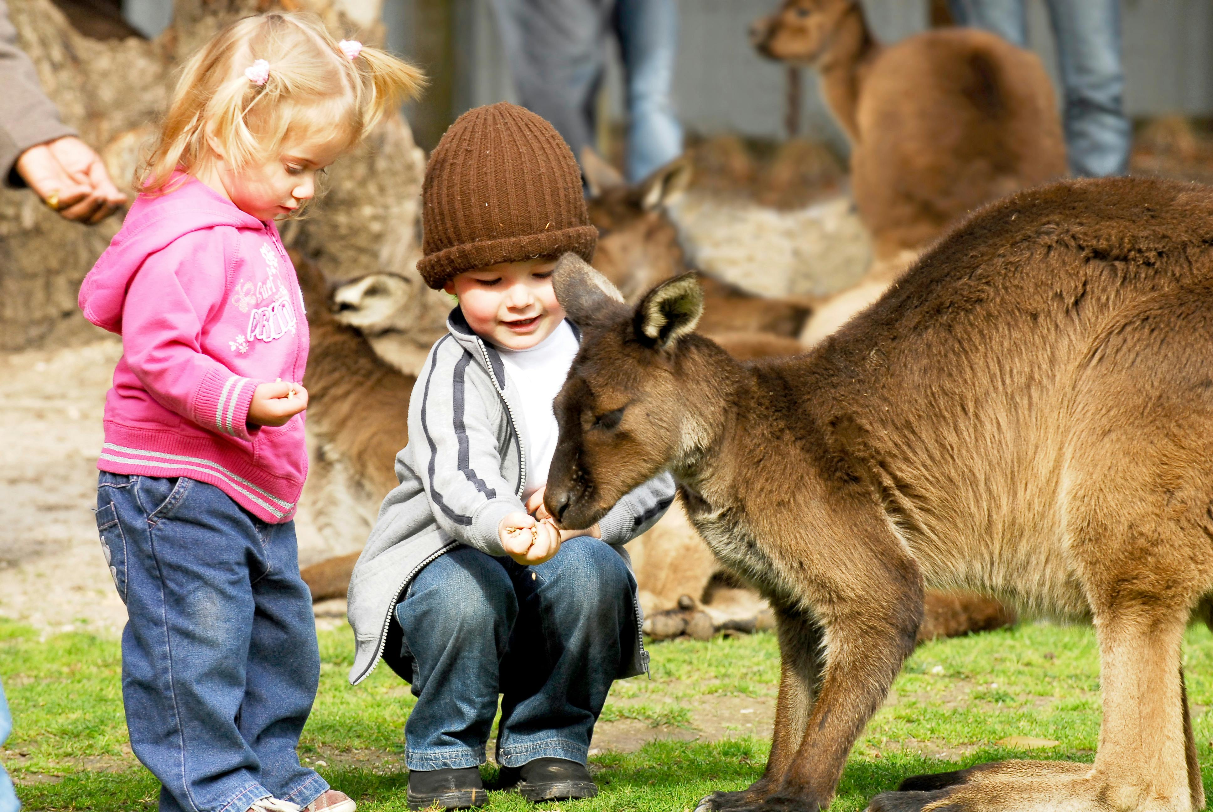Children hand-feeding kangaroos