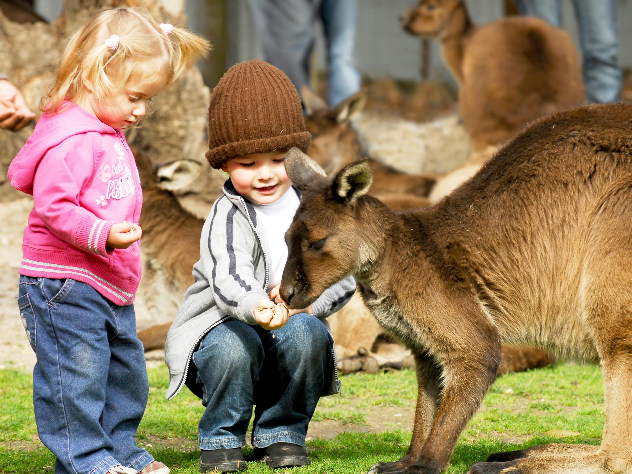 Children hand-feeding kangaroos