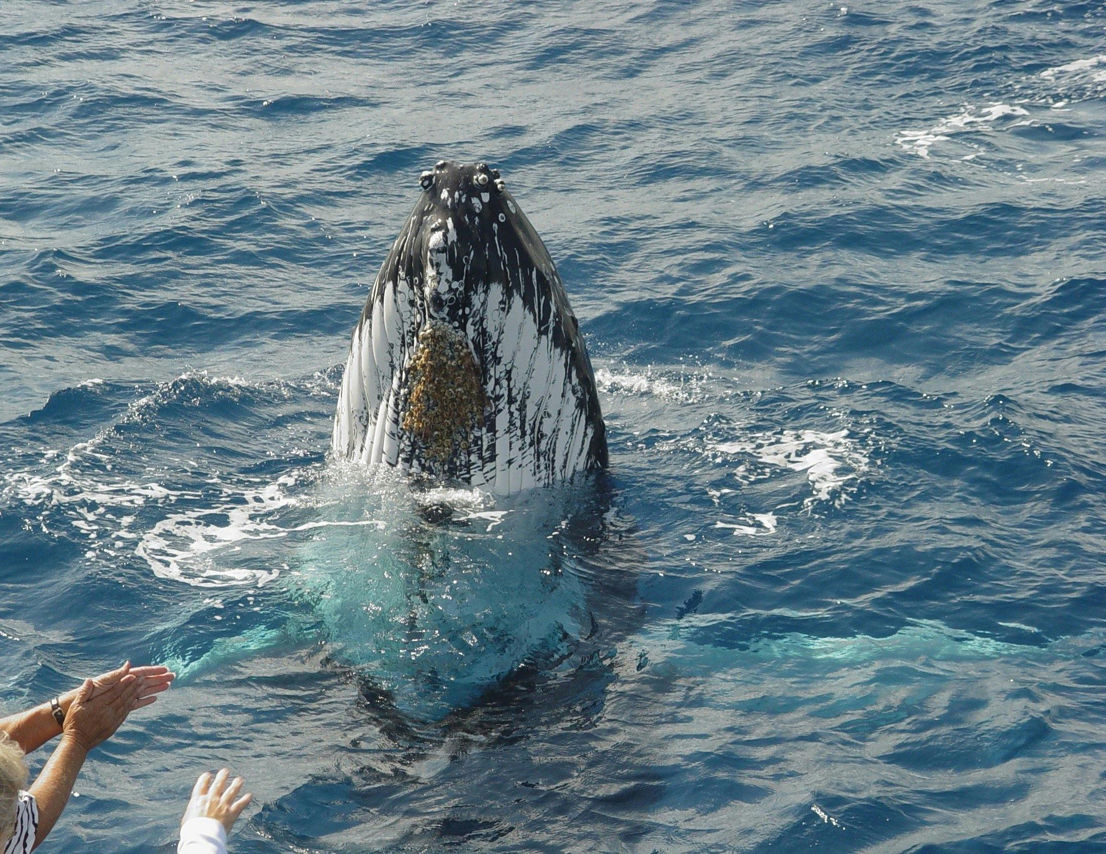 Whale Watching Narooma