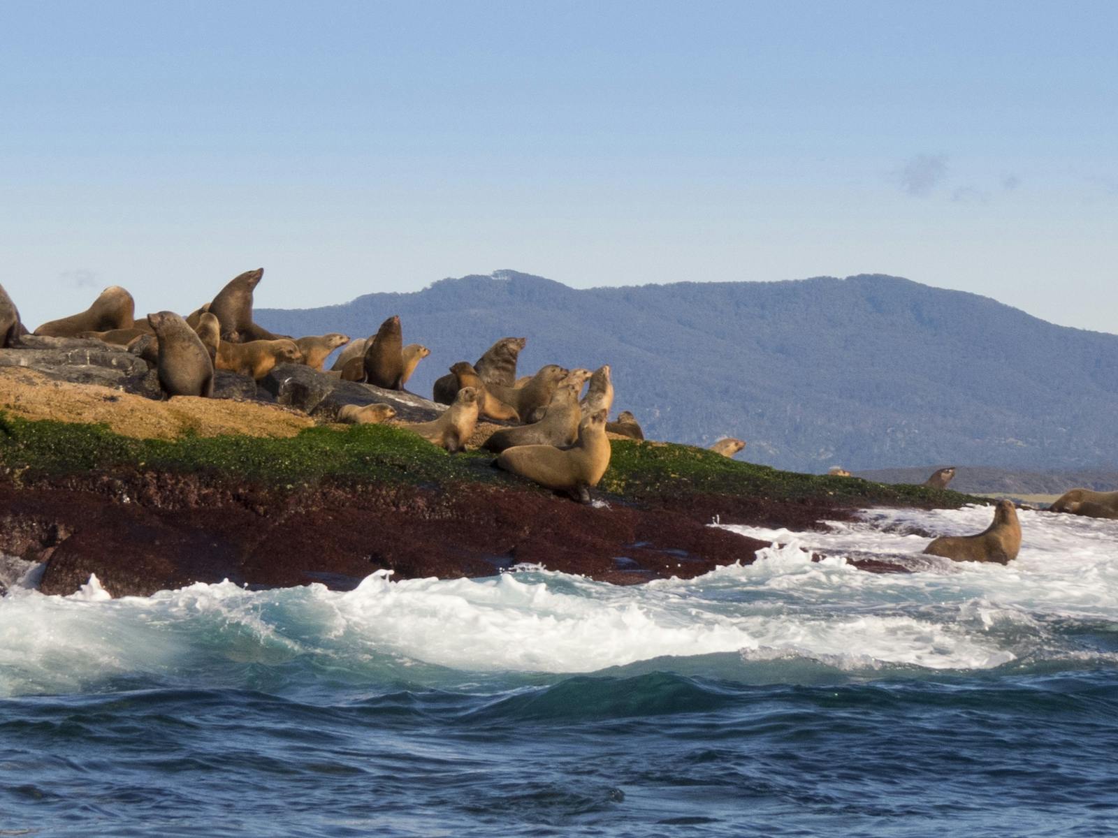 Montague Island Game and Sport Fishing Charters