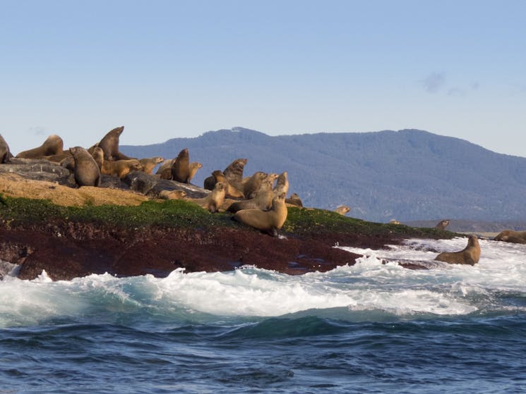 Seals at Montague Island