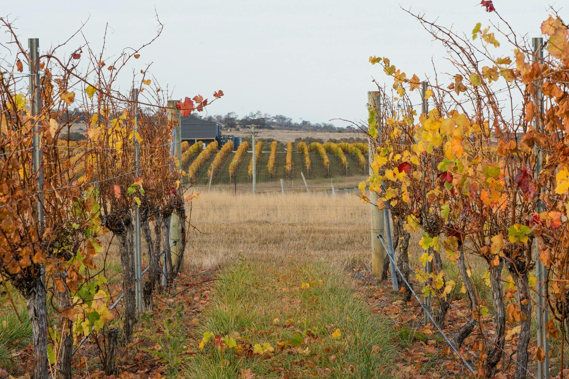 beautiful autumn colours at Elmsroe Vineyard